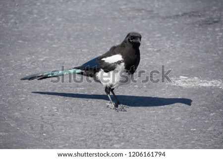Alaskan Magpie - Member of the Crow Family