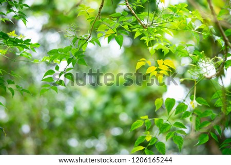 Closeup nature view of bamboo leaf with copy space using as background concept