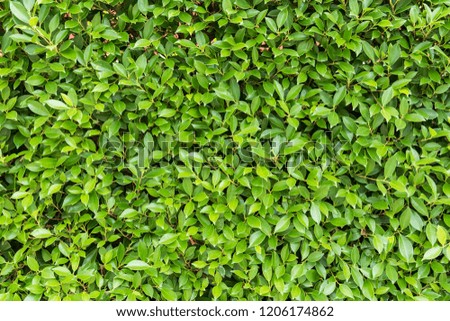 Leaves background pattern
