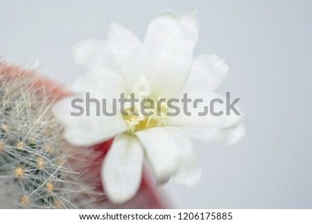 Beautiful white cactus flower macro