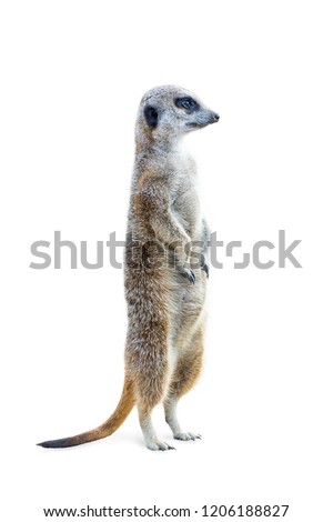 Portrait of a meerkat standing upright and looking alert isolated on white background.