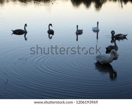 A small flock of swans feeding on a rural lake in Ukraine. Swans spines adults and their children