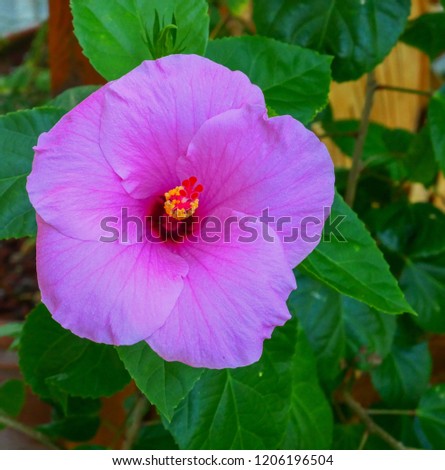 Tropical Pink and Red Hibiscus Flower.  Hawaiian setting of an exotic hibiscus blossom.