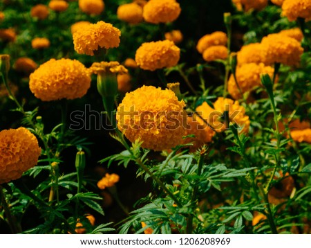 A beautiful Marigolds in the flowers garden