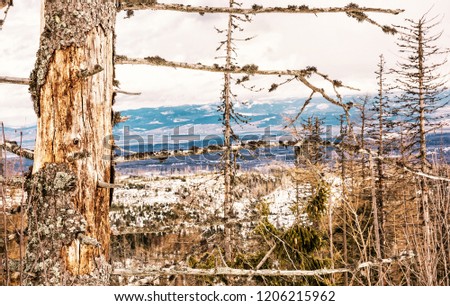 Dead trees after a natural disaster in High Tatras mountains, Slovak republic. Winter natural scene. Yellow photo filter.