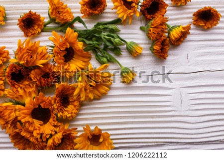 Calendula essential oil on a white wooden rustic background