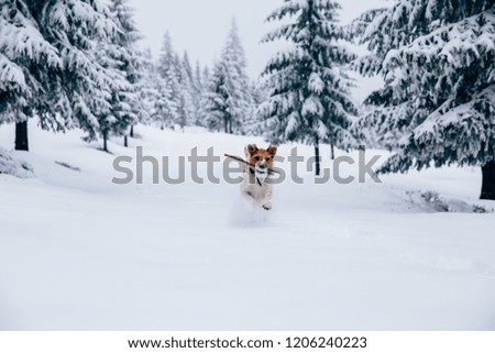 Happy fox terrier in the snow. Fun with a dog in the mountains. Hiking with a dog.  Royalty-Free Stock Photo #1206240223