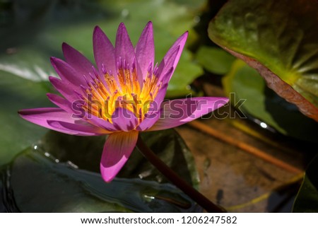 purple water lily blooming
