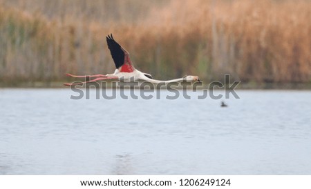 Greater flamingo in pink flying over dam water with reeds in the background, South Africa