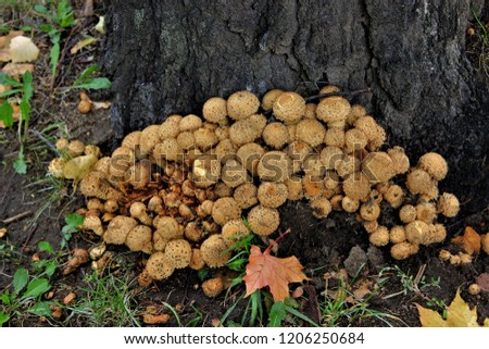 Beautiful mushrooms near the tree. Russia.