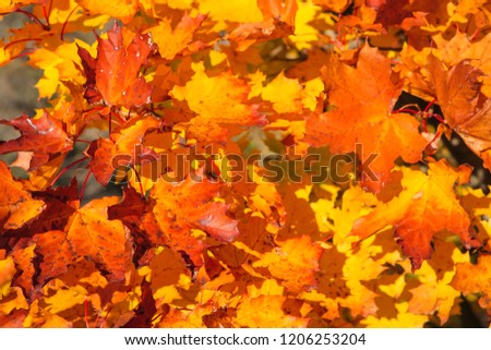 autumn landscape with orange leaves