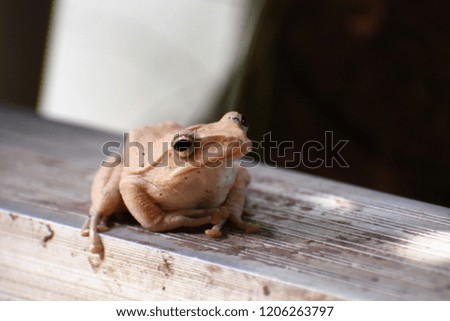 A common tree frog ( Scientific name: Polypedates leucomystac)
