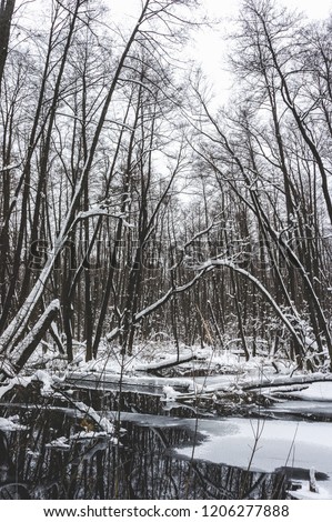 Beautiful flooded forest in winter time