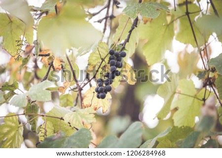 Autumn purple grapes