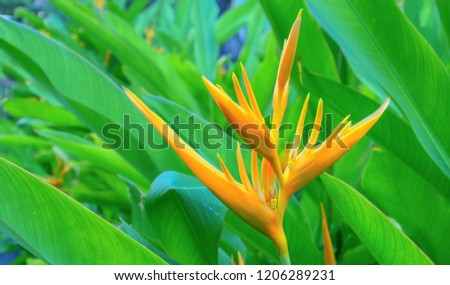 Pale Orange Bird of Paradise Bloom.  Honolulu Rainforest backdrop with a flower in the foreground.