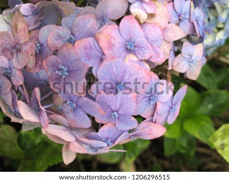 hydrangea bouquet flowers