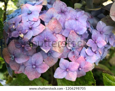 hydrangea flower bouquet picture