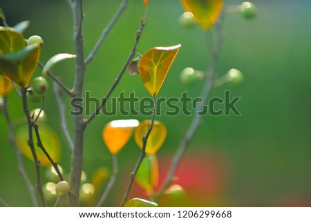Ficus deltoidea, commonly known as mistletoe fig (Mas Cotek in Malaysian or Sarika Lin thong in Thai) is a large shrub or small tree species native to Southeast Asia, over a blur background