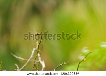 dragon fly in nature (green background).select focus with shallow depth of field, idea use for background.