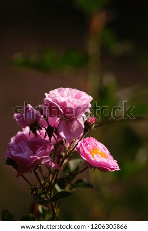 Pink Rose under the sunlight