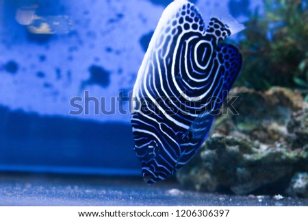 beautiful sea fish
