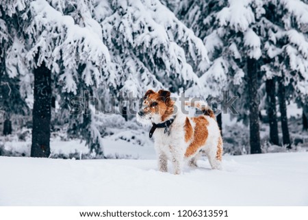 Happy fox terrier in the snow. Fun with a dog in the mountains. Hiking with a dog. 