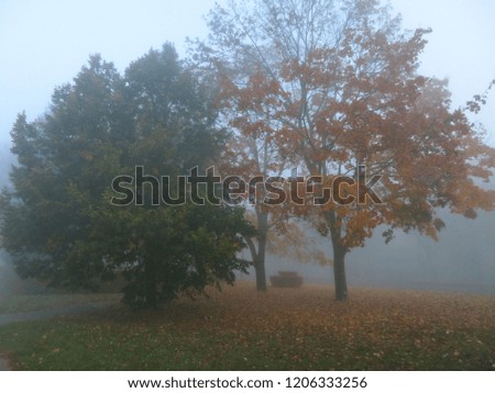 Landscape Park in the fog in autumn