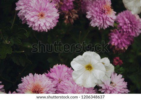 Natural floral pattern, texture and background. White and pink flowers over dark background, top view, selective focus. Summer, Valentine's or Woman' s day greeting card
