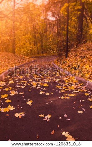 Fall season scenery of a forest road turn covered in golden autumn leafs