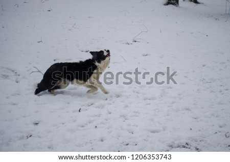 Dog Playing in the Snow