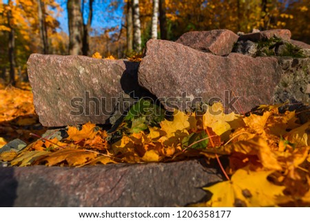 photogenic stone in the autumn forest
