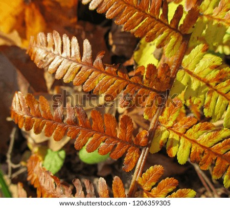 Autumn fern. Background and Texture. European flora