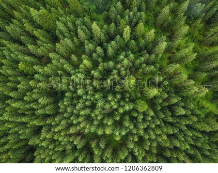 aerial veiw of green forest. drone shot