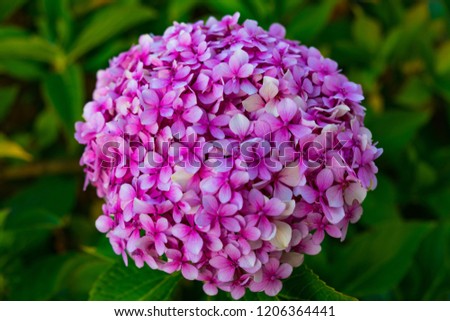 Close up picture of a colorful hydrangea flowers (hortensia).