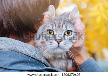 Man holding and hug his lovely fluffy cat. Boy and his gray cute kitten walking together outdoor on background of golden leaves in the autumn park. Seasons, pets, friendship, lifestyle concept.