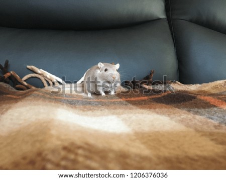 gray gerbil with red eyes and hairy tail
