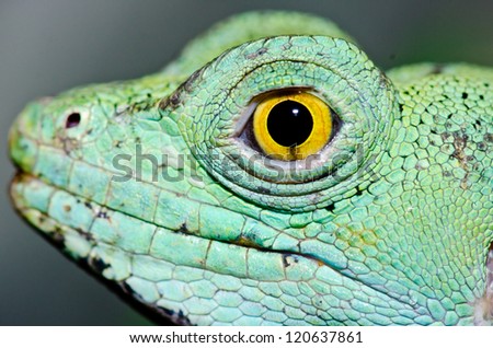 Close up of Green basilisk, Thailand.
