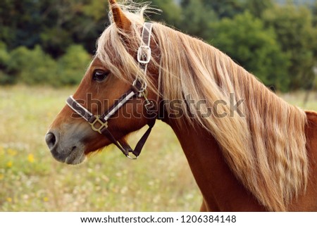 brown horse welsh pony with long mane 