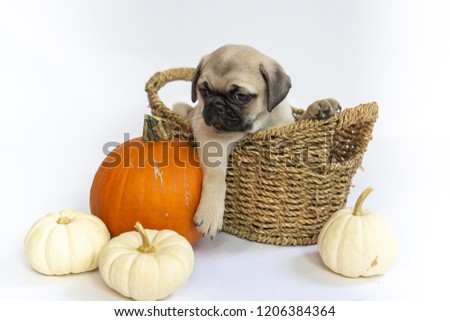 Cute adorable pug puppy sitting in a basket with some pumpkins