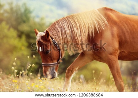 brown horse welsh pony with long blond mane walking in high grass