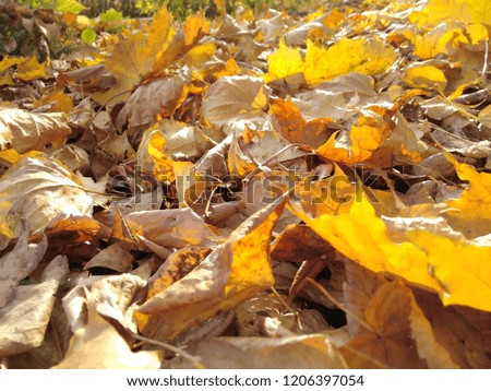 yellow autumn maple leaves