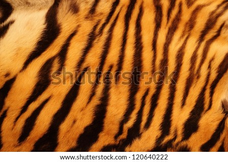 beautiful tiger fur - colorful texture with orange, beige, yellow and black Royalty-Free Stock Photo #120640222