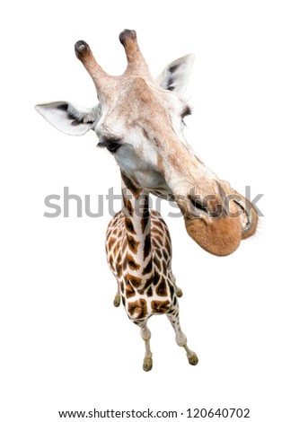 Giraffe closeup portrait isolated on white. Top view wide lens shot.
