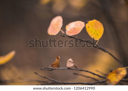 Red and orange autumn leaves background. Season of beautiful autumn leaves