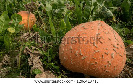 close up of pumpkin growing in the field during autumn