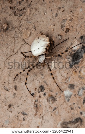 terrifies spider on ground background, poisonous arachnid hunting, Wild animals during a walk in the jungle