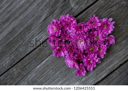 Purple, pink chrysanthemums laid out in the shape of a heart on an old wooden background. Background, texture, idea, concept.