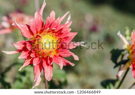 Red flower blooming on green background.