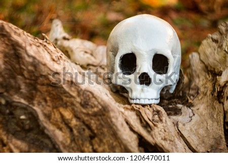 Scary jawless Halloween skull on old wood tree stump