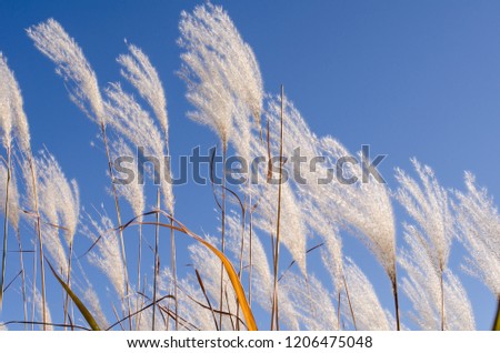 Artistic view of white reeds against a blue sky in a swamp